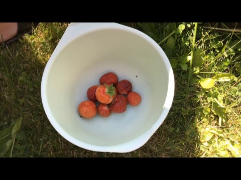 Video: Maasikataimede tüübid – teave erinevate maasikate kohta aias