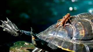 What Do Freshwater Turtles Eat