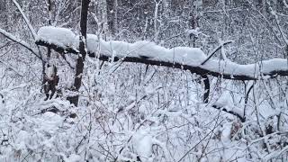 лес, выпал снег -2°C ❄️