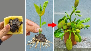 UNIQUE INVENTION, applied to make jackfruit bear fruit fastest
