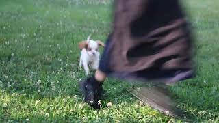 Cavalier King Charles Spaniel Puppy For Sale