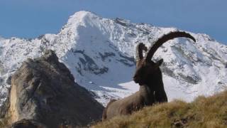 Vignette de la vidéo "Alpini della Susa-"La Bergera""