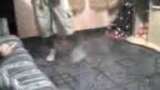 Rebolation.3gp