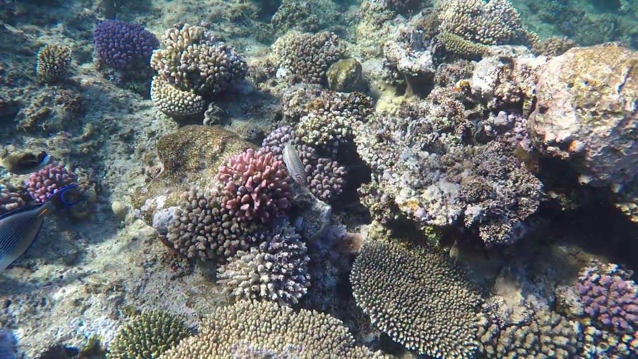 Kalawy Haus-Riff von TUI Magic Life  Mit Freunden schnorcheln .