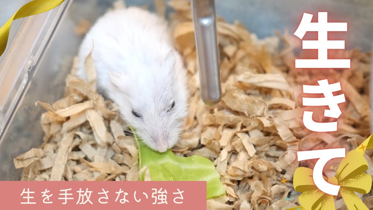 生きて～生を手放さない強さ～ジャンガリアンハムスター - YouTube