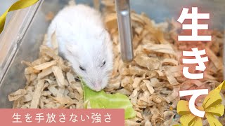 生きて～生を手放さない強さ～ジャンガリアンハムスター - YouTube