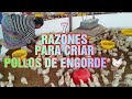 7 Razones para criar pollo  de engorde 🐔