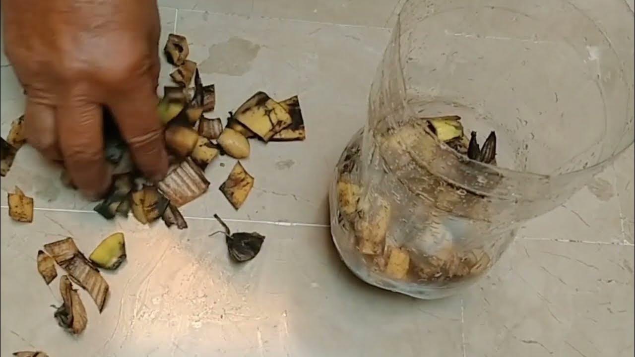 easy and free fertilizer for any plant banana peel liquid fertilizer