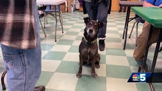 Pet Connection: Dec. 12, 2024