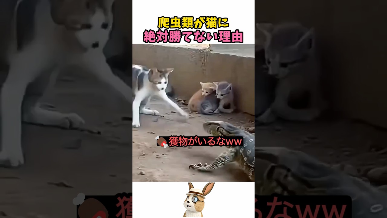 母猫の驚異的な戦闘力