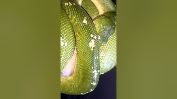 Green tree python eating small rat pt1