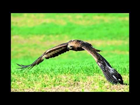 Video: Ktoré Vtáky Lietajú Najrýchlejšie
