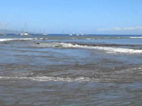 Tsunami in maui Tsunami in maui