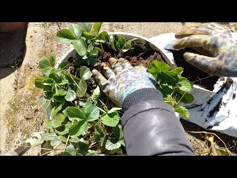 Видео: Фациа нь тасалгааны ургамал шиг – Фациа хэрхэн саванд ургуулах вэ