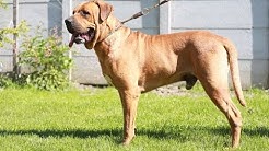 土佐犬の動画 画像 動画検索 マイルドサイト