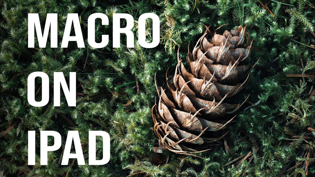 Рабочий процесс макрофокусировки: от снимка до PS на iPad в лесу!