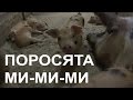 ✅ Милейшие смешные поросята с мамой. Cute funny pigs