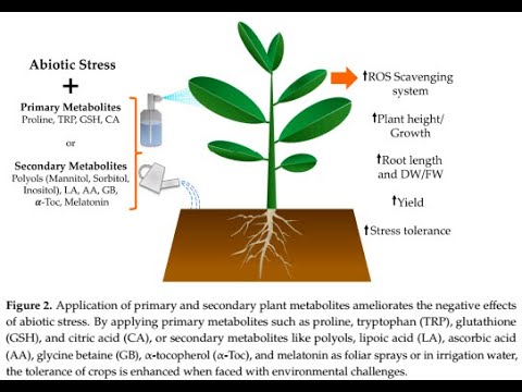 Respuestas de las plantas al estrés abiótico