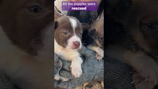 Puppies Struggling To Survive On Their Own In Ukraine- Rescued