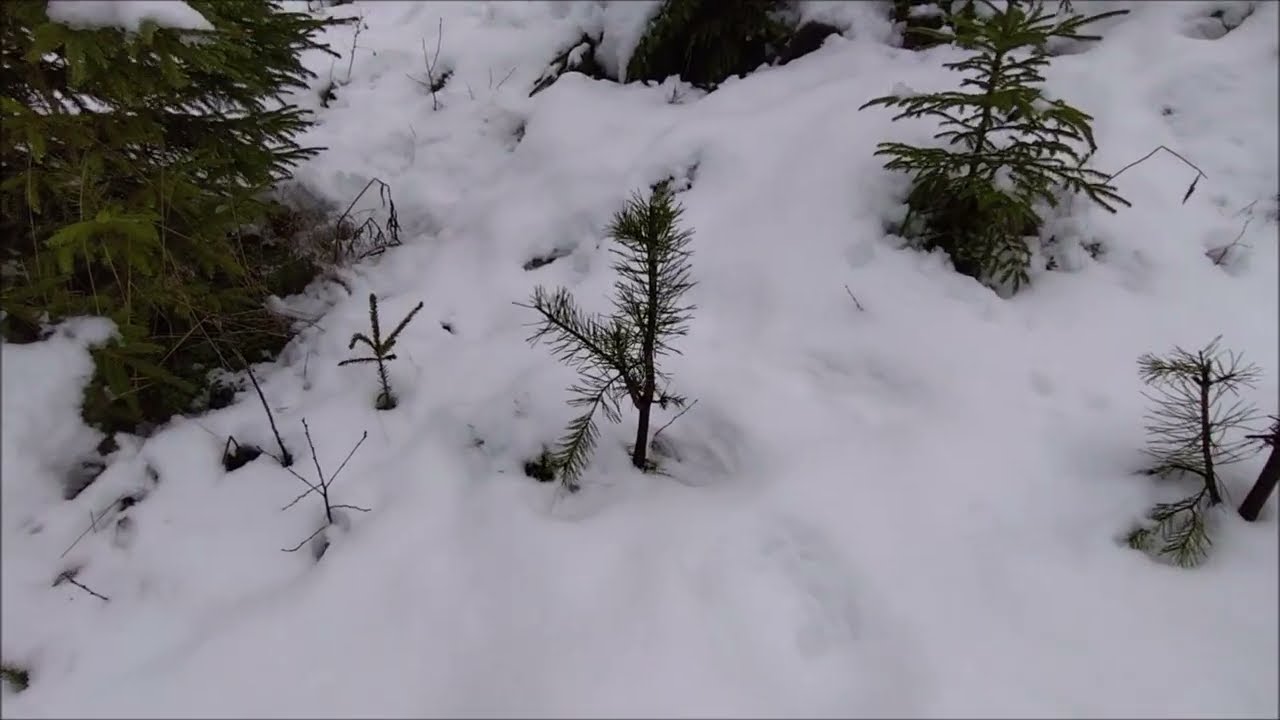 Tuho vai häiriö? Mitä se on, kun metsässä kuolee tai vaurioituu puita?