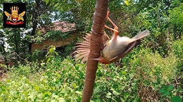 Cara termudah mikat burung prenjak