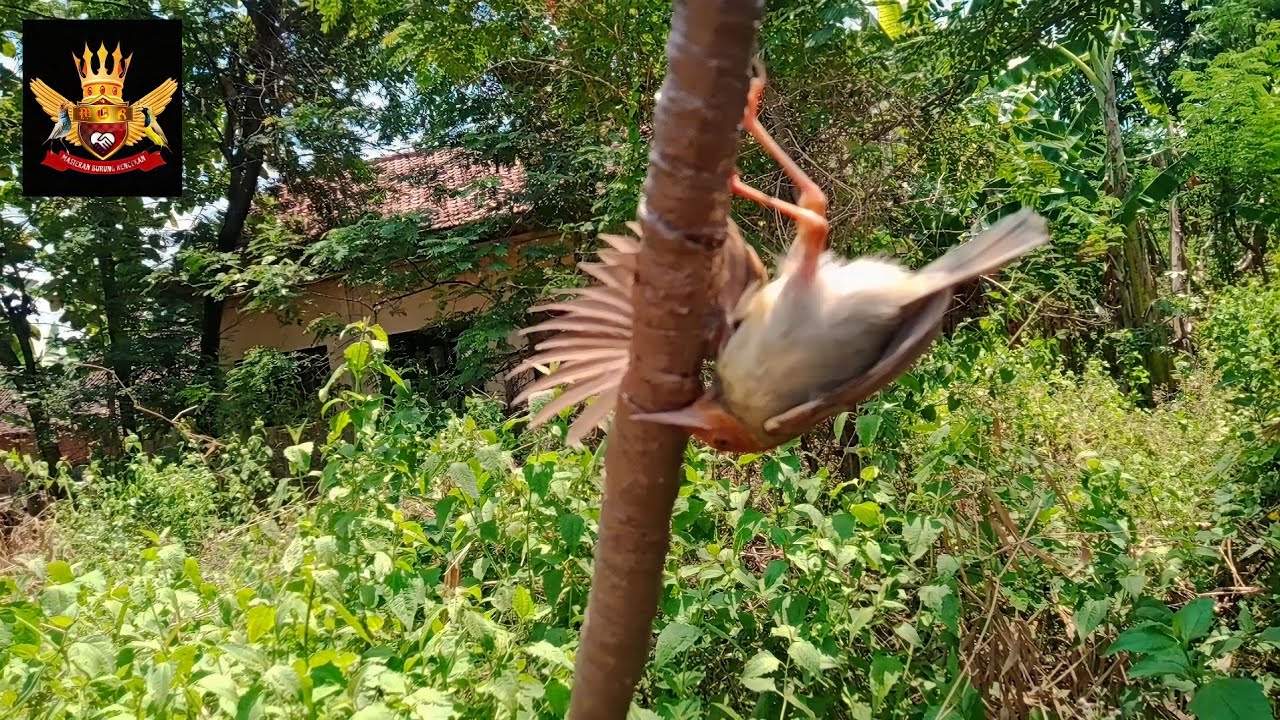 Cara termudah mikat burung prenjak