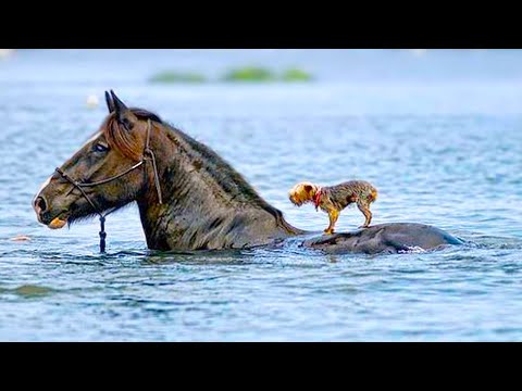 20 Best Animal Friendships in The World
