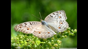 سورة الفاتحة بصوت كبار القراء