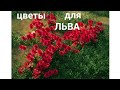 ЦВЕТЫ знака ЛЬВА. София Ротару.