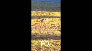 Eastern Grey Squirrel Foraging