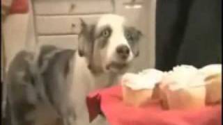 inception animals
