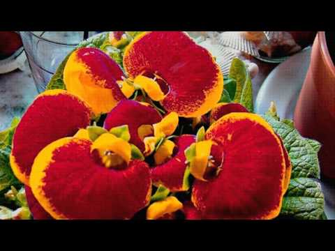Video: Calceolaria: Raskošna Egzotična Amerikanka