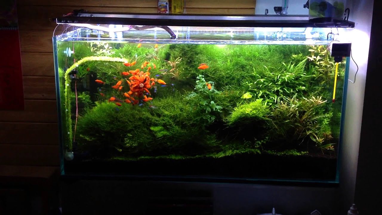 Bể rêu thập cẩm : Nhận làm đèn led, lọc chế, làm bể thủy sinh ...