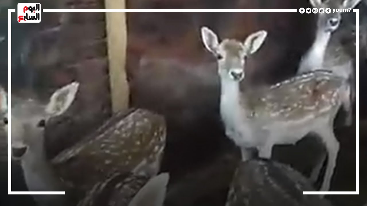 لو عاوز تبقى مليونير ربي غزلان .. الكيلو بـ 600جنيه