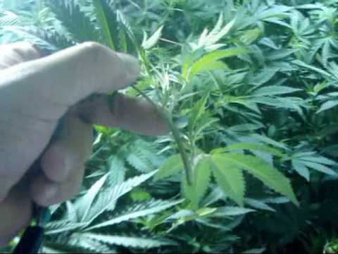 Cloning marijuana plants by Limbo / www.limbo-co.com