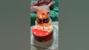Thumbnail of Ulang tahun kucing mirip melakan