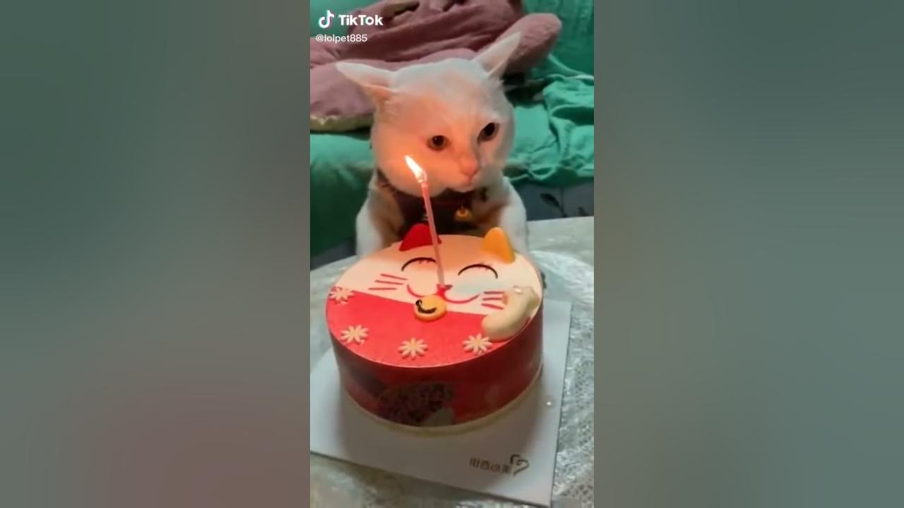 Ulang tahun kucing mirip melakan