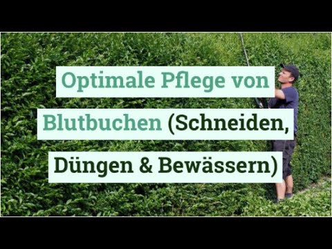 natrlicher dnger fr bananenpflanze Purgrn Bananendnger 1 Liter