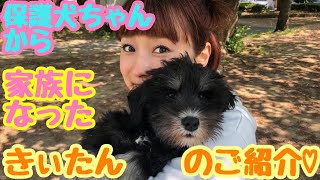 【保護犬】家族になった きぃたん♡の、ご紹介