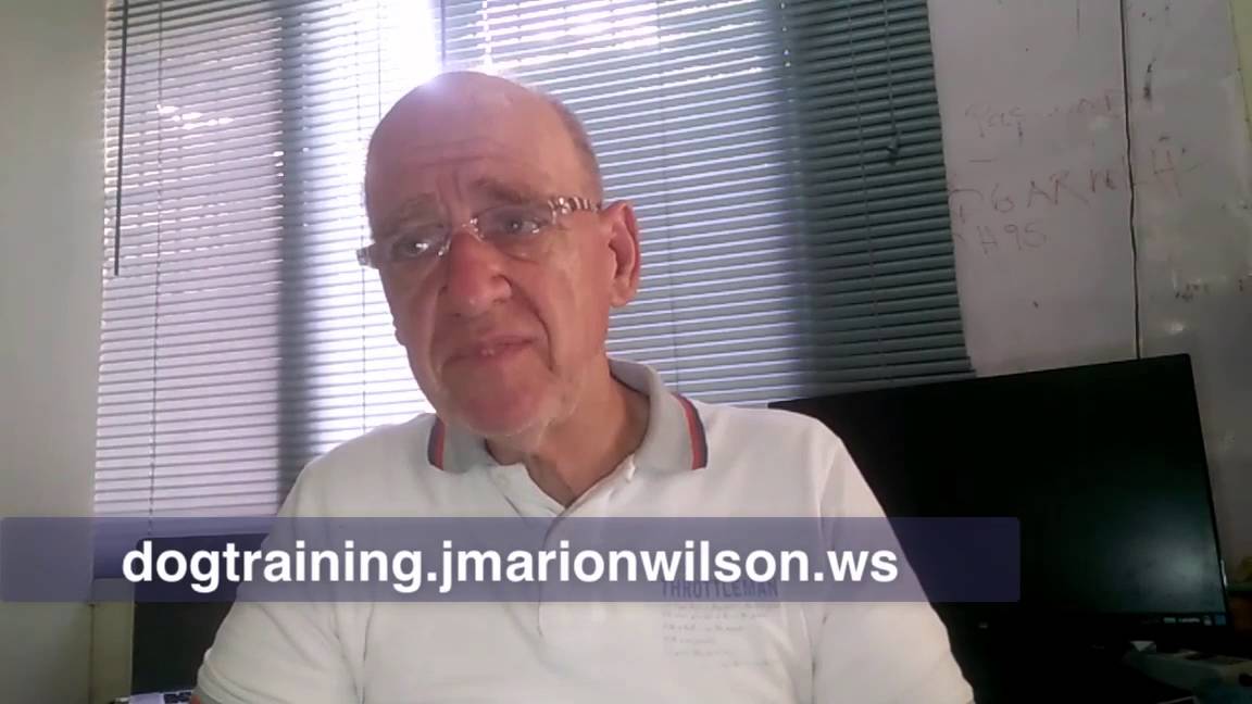 How to potty train your Akita puppy - YouTube