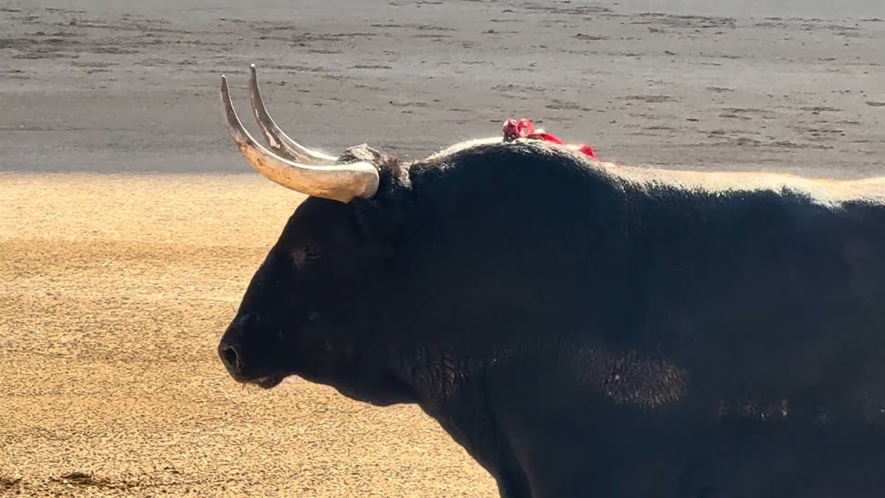 Salida 1º toro de GARCIGRANDE: 