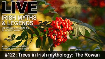 Live Irish Myths episode #122: Trees in Irish mythology: The Rowan