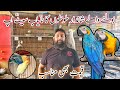 Visit U.A.U Birds & Aviary Exotic Parrots setup | Macaw, Lovebirds, Lories, Sun Conure, Cockatoo