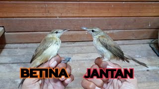 Cara Membedakan Burung Kerak Basi Alis Putih JANTAN dan BETINA