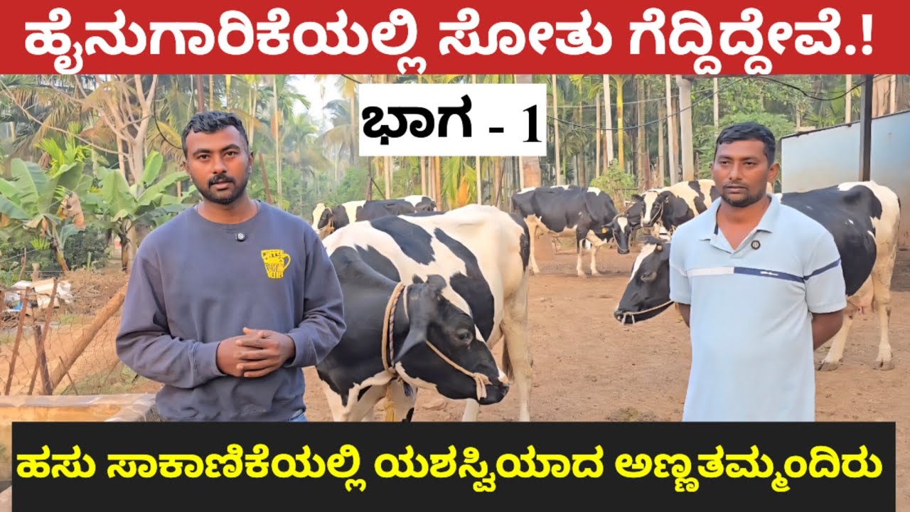 ಹೈನುಗಾರಿಕೆಯಲ್ಲಿ ಯಶಸ್ವಿ ಕಂಡ  ಅಣ್ಣತಮ್ಮಂದಿರು.! ಹೈನುಗಾರಿಕೆಯಲ್ಲಿ ಸೋತು ಗೆದ್ದಿದ್ದೇವೆ.! 