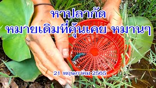 หาปลากัดอีสานหมายเดิม หมานๆ 21 พ.ค. 2565