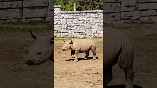 Eastern Black Rhino Calf With The Fast Footwork 👟👟🦏👟👟