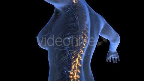 Human Body With Visible Skeletal Bones | Motion Graphics - Envato elements