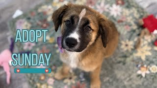 Sunday the Sweetest Cuddle Puppy Looking for Her Forever Home