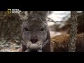 وثائقي براري روسيا سيبيريا 360